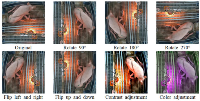 Automatic detection of trapping events of postnatal piglets in loose housing pen: comparison of YOLO versions 4, 5, and 8.