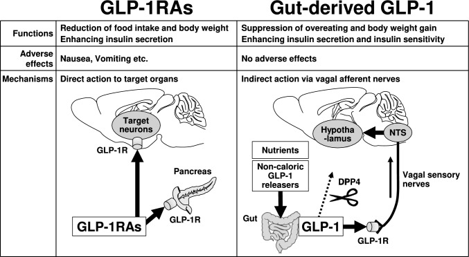 Comparing the anorexigenic effects and mechanisms of gut-derived GLP-1 and its receptor agonists: insights into incretin-based therapies for obesity.