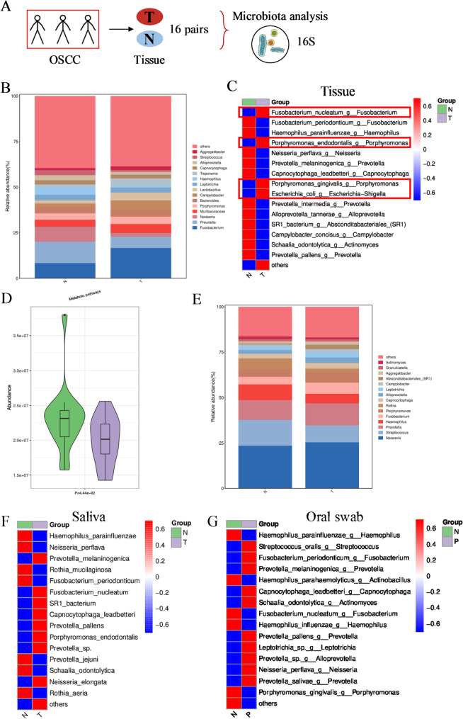 Microbiota and metabolite profiles of saliva, oral swab and cancer tissue from patients with oral squamous cell carcinoma (OSCC).