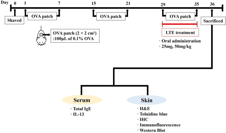 Comprehensive analysis of protective effects of <i>Loranthus tanakae</i> Franch. and Sav. on ovalbumin-induced atopic dermatitis in mice and TNF-<i>α</i>/INF-<i>γ</i>-stimulated HaCaT cells.
