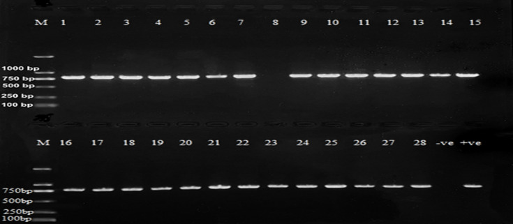 Detection and antibiotic resistance of Salmonella isolates from selected poultry farms in Dar es Salaam, Tanzania.