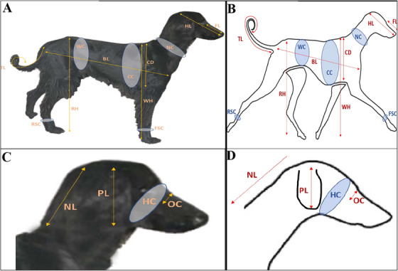 Determination of Some Morphological Characteristics of the Kyrgyz Taigan Dog Breed.