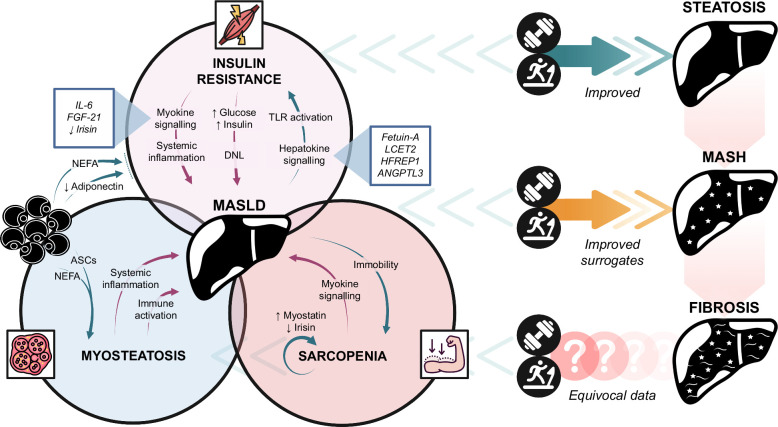 Skeletal muscle and MASLD: Mechanistic and clinical insights.