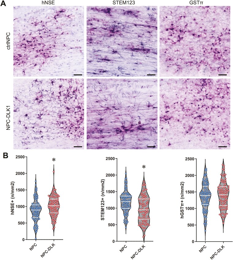 DLK1-expressing neural progenitor cells promote tissue repair and functional recovery after cervical spinal cord injury.