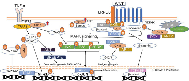 Casein kinase 1 epsilon (CK1ε) as a potential therapeutic target in chronic liver disease.