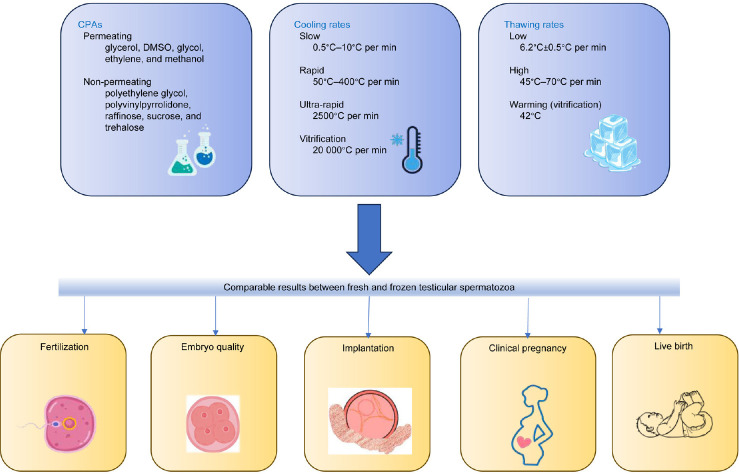 Sperm cryopreservation protocol for micro-TESE-retrieved sperm.