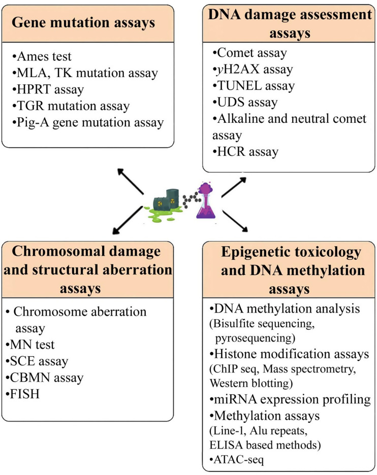 Revisiting the approaches to DNA damage detection in genetic toxicology: insights and regulatory implications.