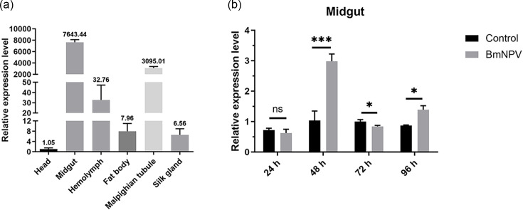 Functional analysis of <i>BmTsp.C</i> in modulating infection of BmNPV through apoptosis pathways in domestic silkworm (<i>Bombyx mori</i>).