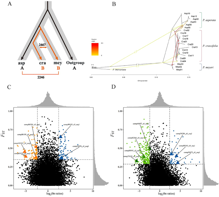 A complex interplay of genetic introgression and local adaptation during the evolutionary history of three closely related spruce species.