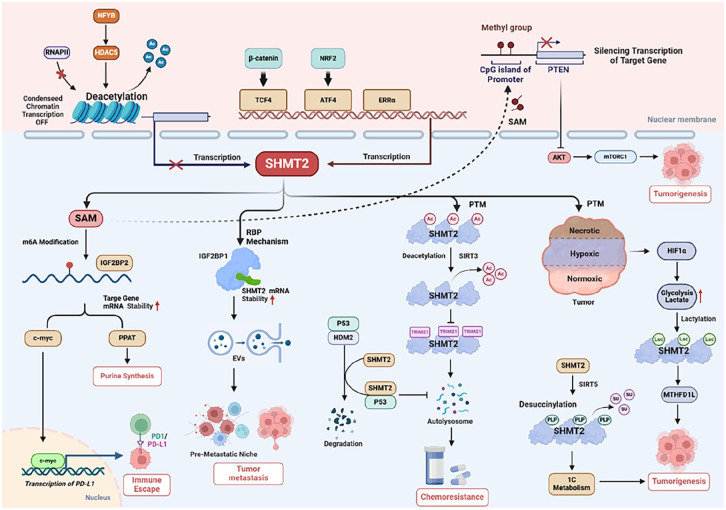 Mechanism and Therapeutic Progress of One-Carbon Metabolic Key Enzyme: Serine Hydroxymethyltransferase 2 in Cancer.