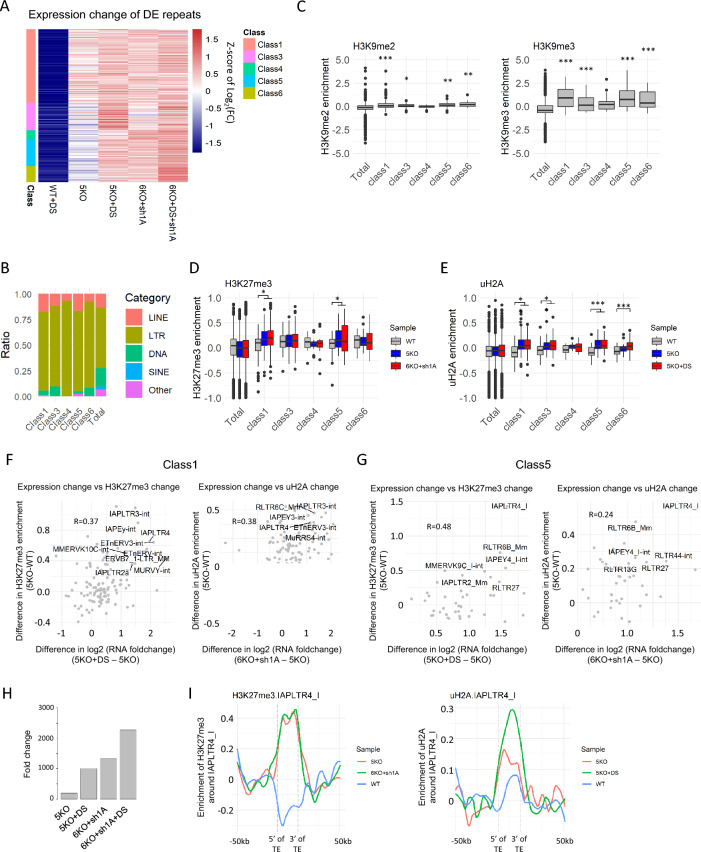 H3K27me3 and the PRC1-H2AK119ub pathway cooperatively maintain heterochromatin and transcriptional silencing after the loss of H3K9 methylation.