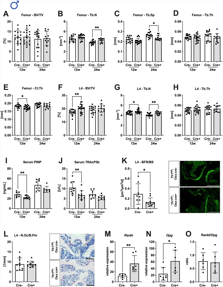 Bone phenotype in male and female mice after knockdown of transferrin receptor 1 in osterix-expressing cells.