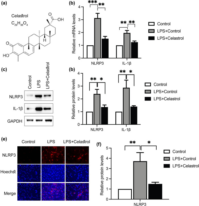 Celastrol suppresses neovascularization in rat aortic vascular endothelial cells stimulated by inflammatory tenocytes via modulating the NLRP3 pathway.
