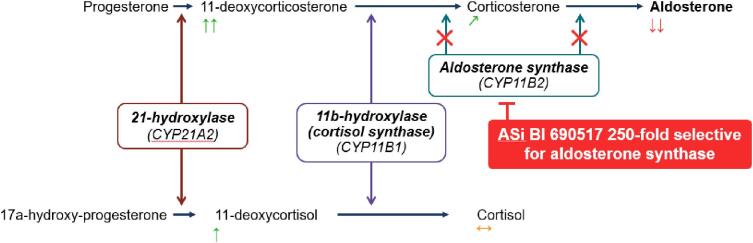 The potential for improving cardio-renal outcomes in chronic kidney disease with the aldosterone synthase inhibitor vicadrostat (BI 690517): a rationale for the EASi-KIDNEY trial.