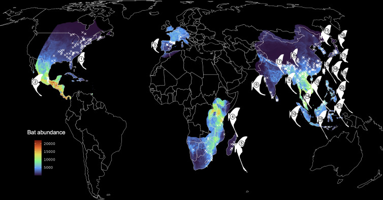 Strong bat predation and weak environmental constraints predict longer moth tails.