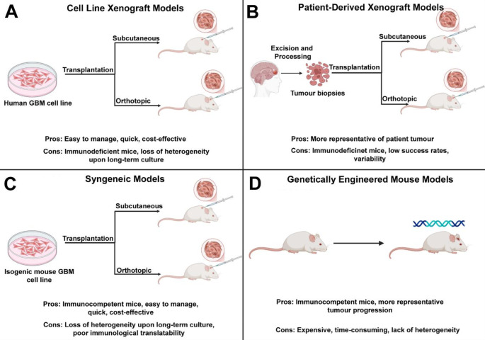 Evolution of Preclinical Models for Glioblastoma Modelling and Drug Screening.