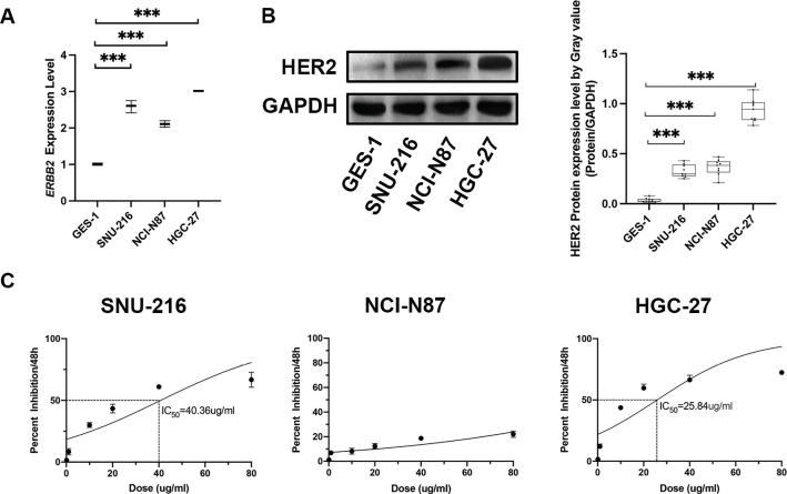 Hedgehog inhibitors exert anti-proliferation effects and synergistically interact with trastuzumab in HER2-positive gastric cancer models.