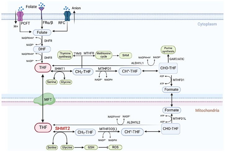 Mechanism and Therapeutic Progress of One-Carbon Metabolic Key Enzyme: Serine Hydroxymethyltransferase 2 in Cancer.