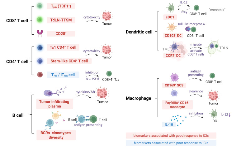 Harnessing the power of tumor-draining lymph nodes: unveiling predictive biomarkers for immune checkpoint inhibitor.