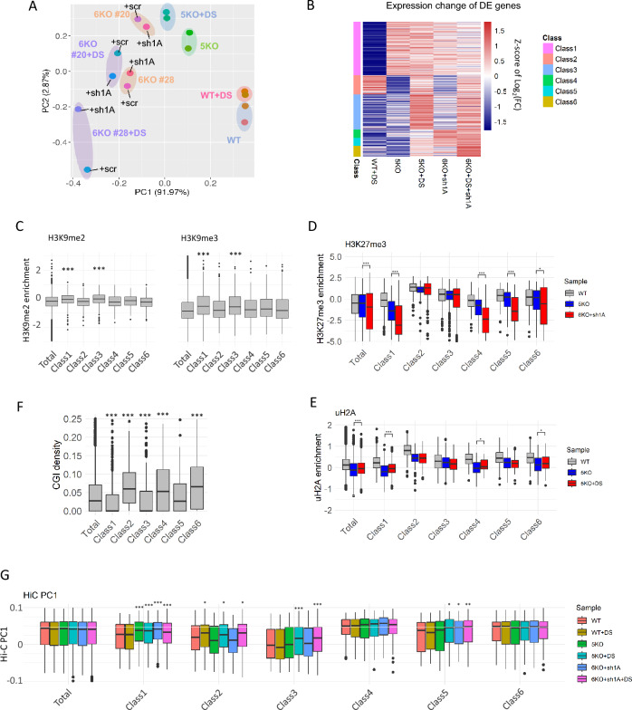 H3K27me3 and the PRC1-H2AK119ub pathway cooperatively maintain heterochromatin and transcriptional silencing after the loss of H3K9 methylation.