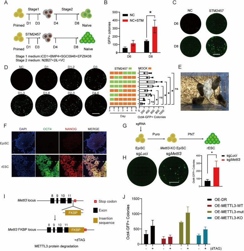 METTL3 inhibits primed-to-naïve transition of pluripotent stem cells through m<sup>6</sup>A-YTHDF2-pluripotency/Gstp1 mRNA degradation axis.