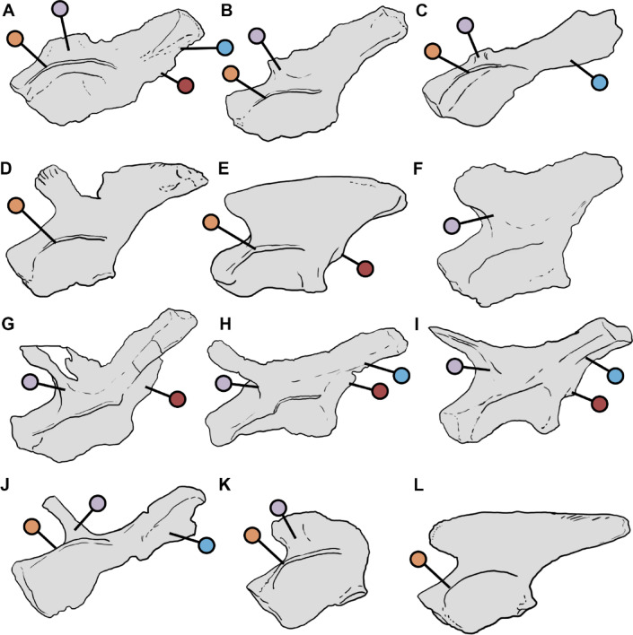 Continuous presence of dinosauromorphs in South America throughout the Middle to the Late Triassic.