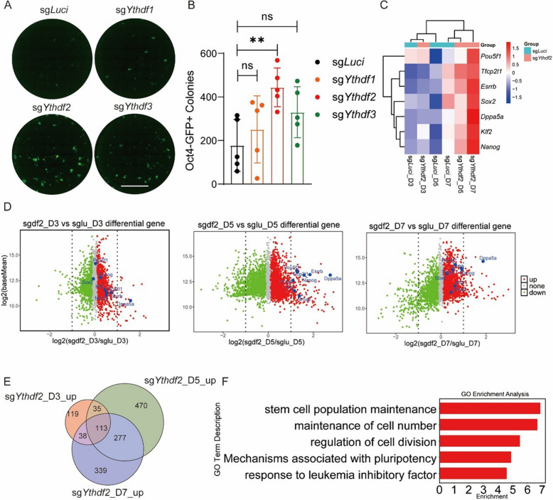 METTL3 inhibits primed-to-naïve transition of pluripotent stem cells through m<sup>6</sup>A-YTHDF2-pluripotency/Gstp1 mRNA degradation axis.