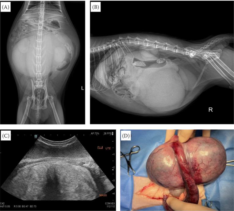 Uterine angiomyofibroblastoma in a domestic cat: A need of precise diagnosis for proper perioperative management.