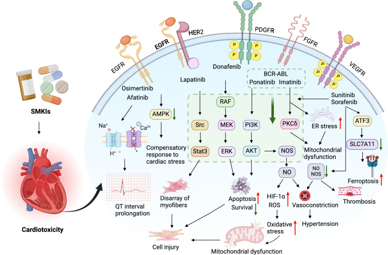 Cardiotoxicity of small-molecule kinase inhibitors in cancer therapy.