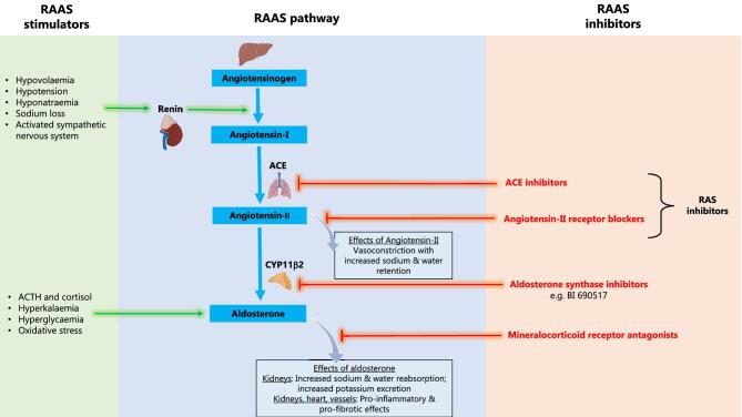 The potential for improving cardio-renal outcomes in chronic kidney disease with the aldosterone synthase inhibitor vicadrostat (BI 690517): a rationale for the EASi-KIDNEY trial.