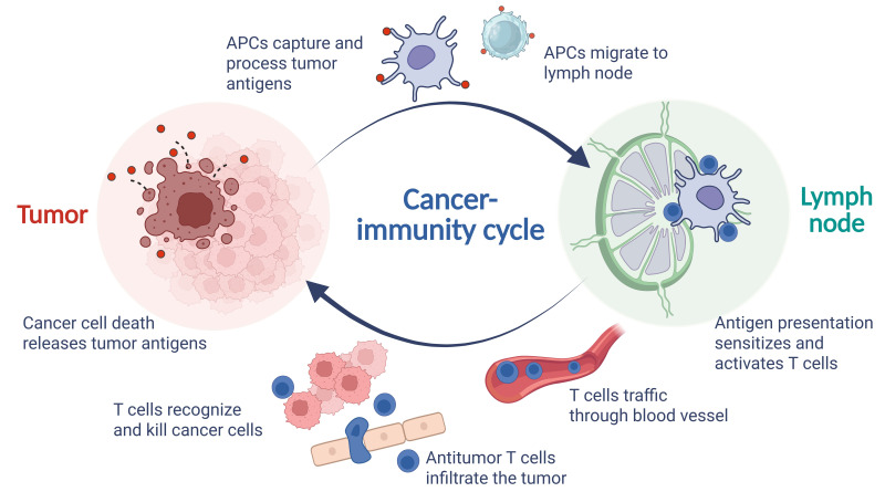 Harnessing the power of tumor-draining lymph nodes: unveiling predictive biomarkers for immune checkpoint inhibitor.
