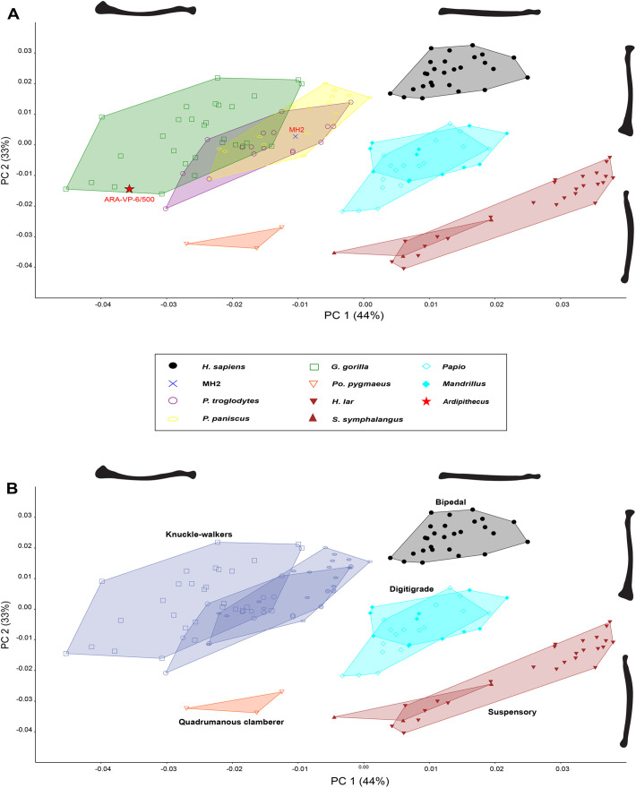 Elliptical Fourier analysis of hominoid radius shape: implications for Ardipithecus ramidus.
