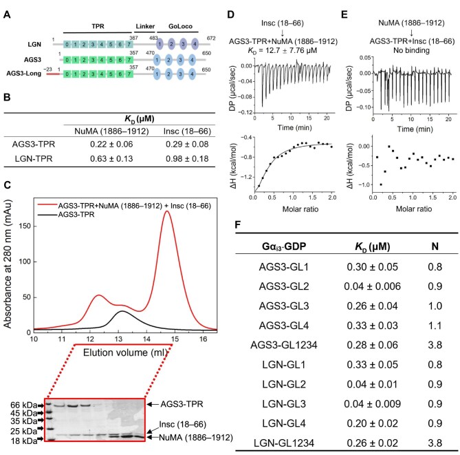 Molecular insights into AGS3's role in spindle orientation: a biochemical perspective.