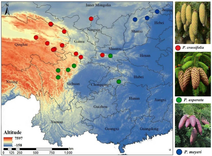 A complex interplay of genetic introgression and local adaptation during the evolutionary history of three closely related spruce species.