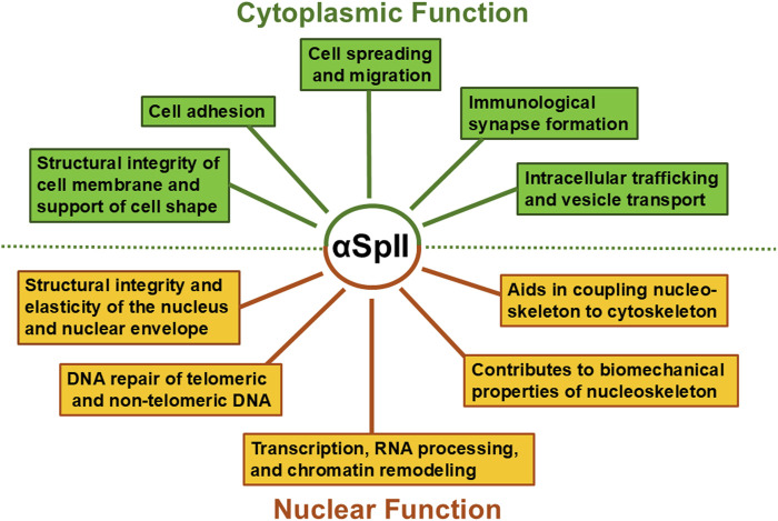 Critical role of alpha spectrin in DNA repair: the importance of μ-calpain and Fanconi anemia proteins.