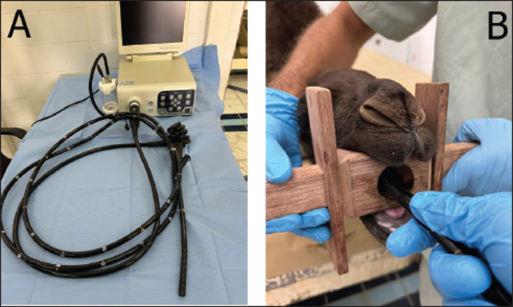 Ruminoscopy in apparently healthy camel calves (<i>camelus dromedarius</i>): A technique description and ruminoscopic observations.