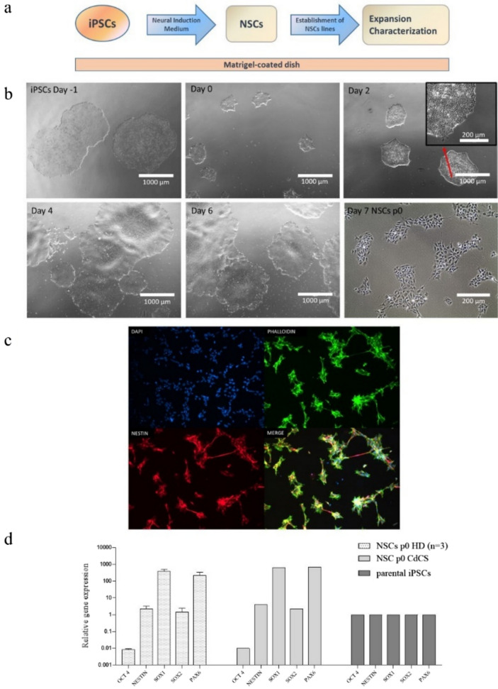 Establishment and characterization of Cri Du Chat neuronal stem cells: a novel promising resource to study the syndrome.