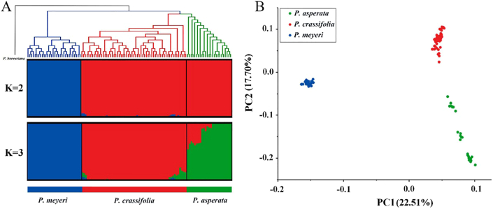 A complex interplay of genetic introgression and local adaptation during the evolutionary history of three closely related spruce species.