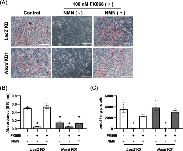 Suppression of ATP-dependent (S)-NAD(P)H-hydrate dehydratase expression inhibits adipocyte differentiation of 3T3-L1 preadipocytes by increasing excessive accumulation of NADHX.