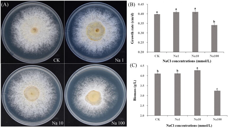 Transcriptome Analysis to Elucidate the Response of <i>Sanghuangporus baumii</i> (Pilát) L.W. Zhou & Y.C. Dai to Sodium Treatment.