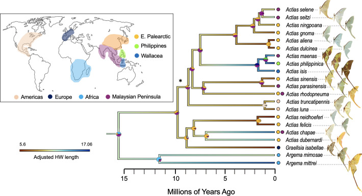 Strong bat predation and weak environmental constraints predict longer moth tails.