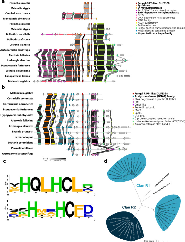 Bioinformatic exploration of RiPP biosynthetic gene clusters in lichens.