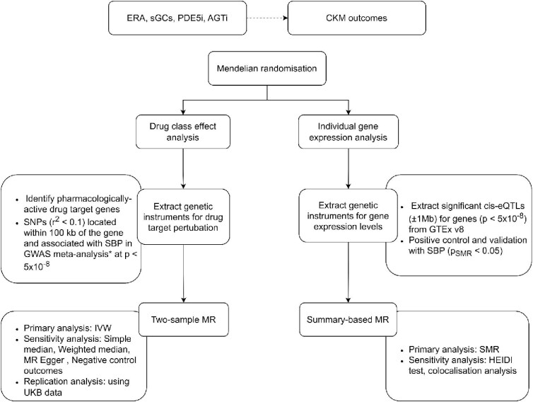 Emerging antihypertensive therapies and cardiovascular, kidney, and metabolic outcomes: a Mendelian randomization study.