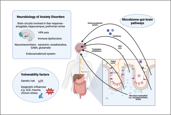 The Gut Microbiome in Anxiety Disorders.