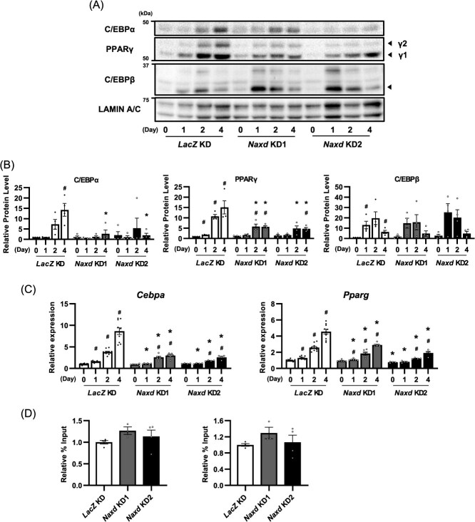 Suppression of ATP-dependent (S)-NAD(P)H-hydrate dehydratase expression inhibits adipocyte differentiation of 3T3-L1 preadipocytes by increasing excessive accumulation of NADHX.