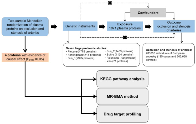 Potential drug targets for peripheral artery disease identified through Mendelian randomization analysis.