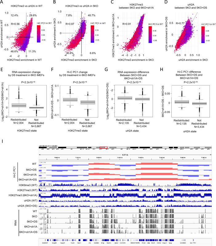 H3K27me3 and the PRC1-H2AK119ub pathway cooperatively maintain heterochromatin and transcriptional silencing after the loss of H3K9 methylation.