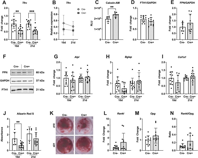 Bone phenotype in male and female mice after knockdown of transferrin receptor 1 in osterix-expressing cells.