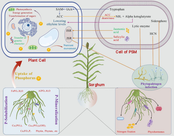 Advancing Climate-Resilient Sorghum: the Synergistic Role of Plant Biotechnology and Microbial Interactions.