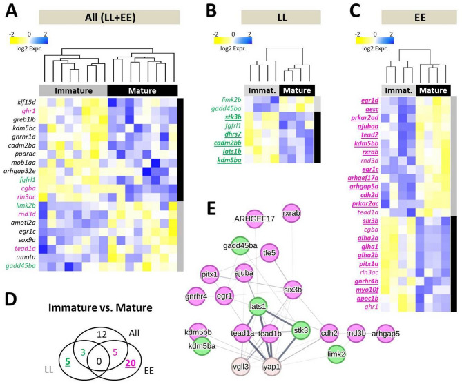 Brain-associated alterations of Hippo pathway transcription in early maturing Atlantic salmon.